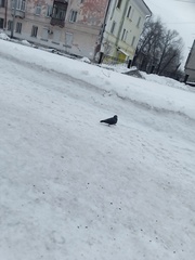 Columba livia domestica