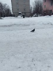 Columba livia domestica