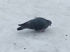 Columba livia domestica