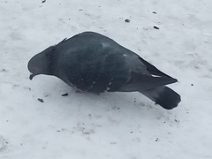 Columba livia domestica