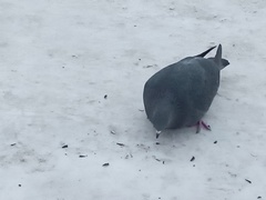 Columba livia domestica