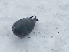Columba livia domestica