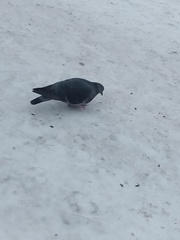 Columba livia domestica