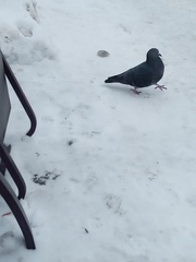 Columba livia domestica