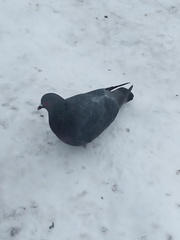 Columba livia domestica
