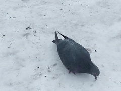 Columba livia domestica