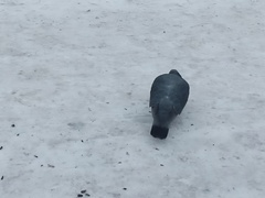 Columba livia domestica