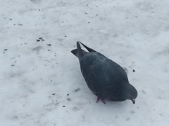 Columba livia domestica