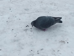 Columba livia domestica