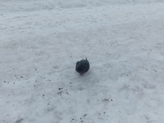 Columba livia domestica