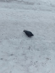 Columba livia domestica