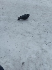 Columba livia domestica