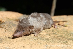Crocidura