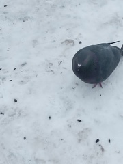 Columba livia domestica