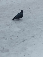 Columba livia domestica