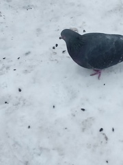 Columba livia domestica