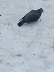 Columba livia domestica