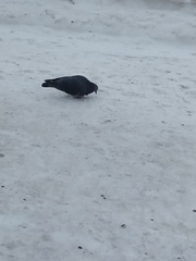 Columba livia domestica
