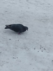 Columba livia domestica
