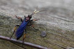 Ichneumon centrator