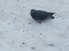 Columba livia domestica