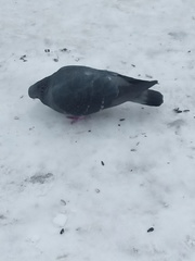 Columba livia domestica