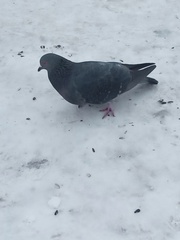 Columba livia domestica