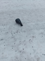 Columba livia domestica