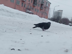 Columba livia domestica
