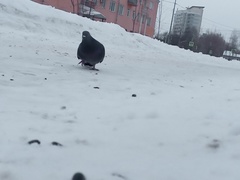 Columba livia domestica