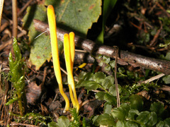 Clavulinopsis helvola