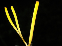 Clavulinopsis helvola