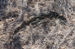 Ctenosaura macrolopha