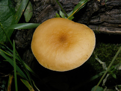 Pluteus chrysophaeus