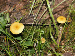 Pluteus chrysophaeus