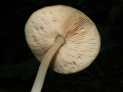 Pluteus chrysophaeus