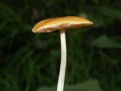 Pluteus chrysophaeus