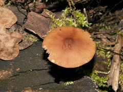 Pluteus phlebophorus