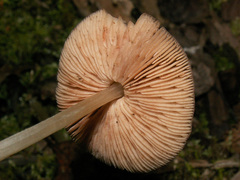 Pluteus phlebophorus