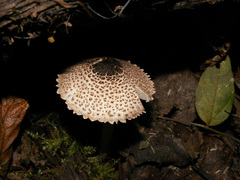 Lepiota felina