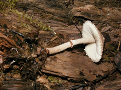 Lepiota felina
