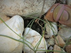 Haworthia nortieri