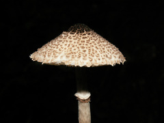Lepiota felina