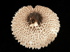 Lepiota felina