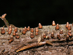 Lycogala conicum