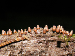 Lycogala conicum