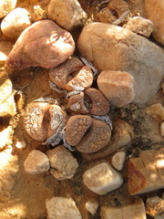 Lithops localis