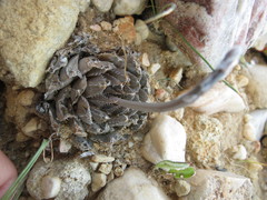 Haworthia nortieri