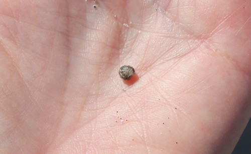 Tylos punctatus
