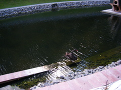 Cygnus atratus